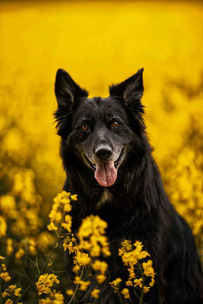 12CANIN ANIMALIER