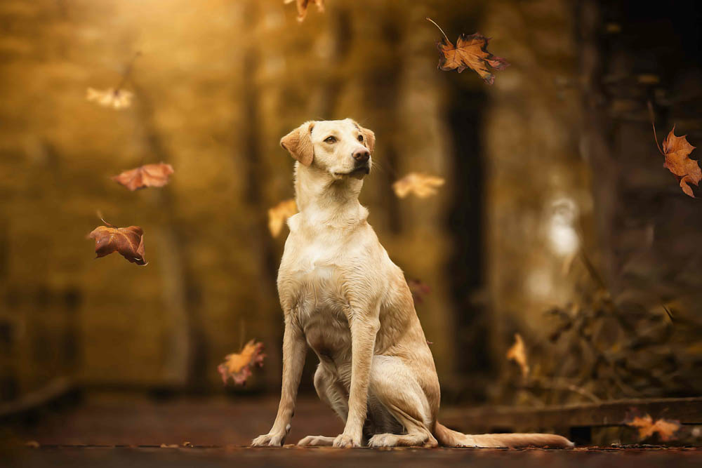 13CANIN ANIMALIER