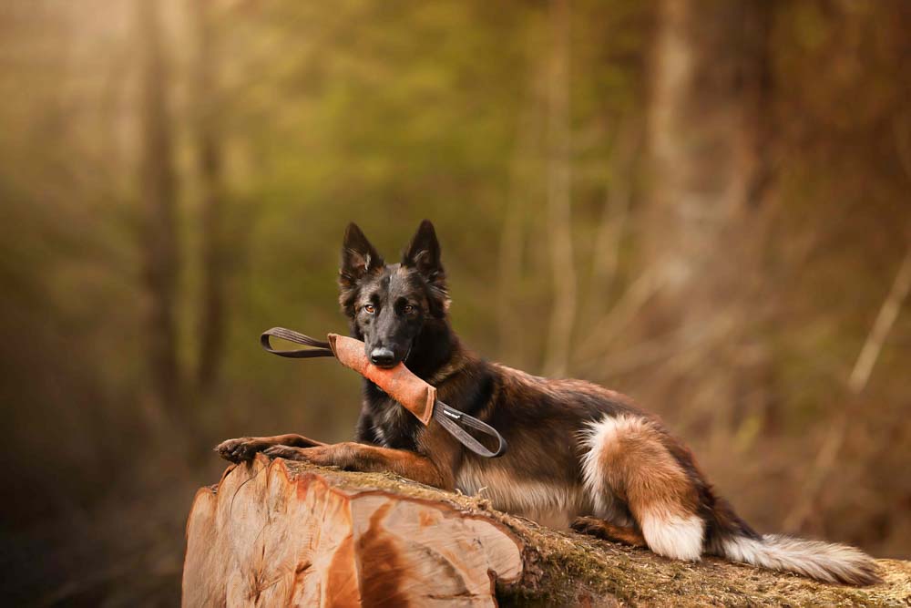 17CANIN ANIMALIER