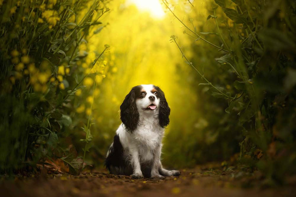18CANIN ANIMALIER