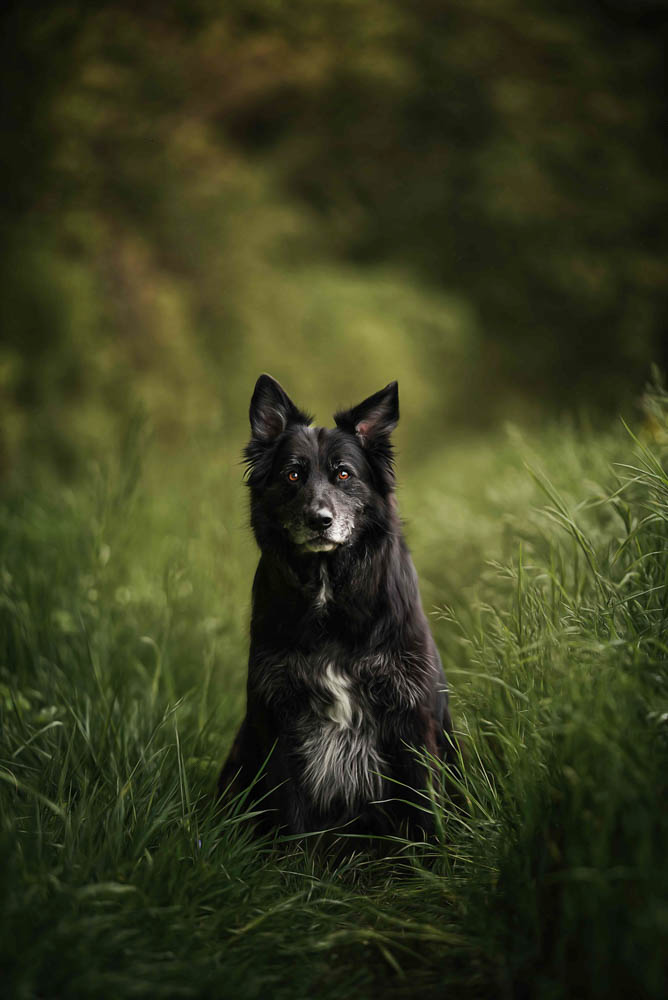 19CANIN ANIMALIER