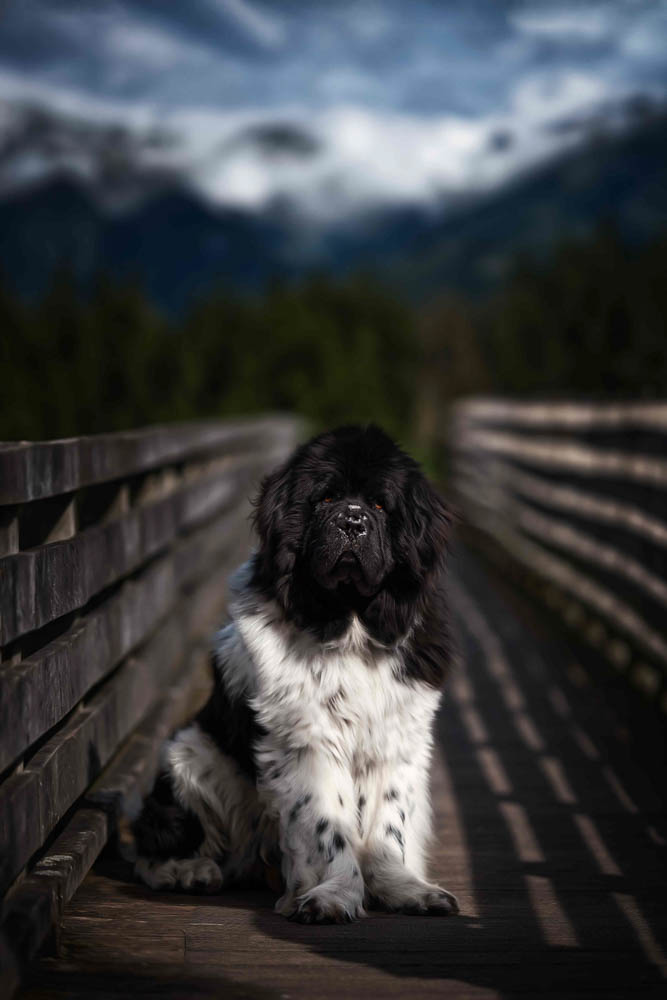 20CANIN ANIMALIER