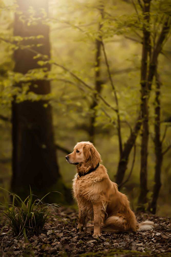 26CANIN ANIMALIER