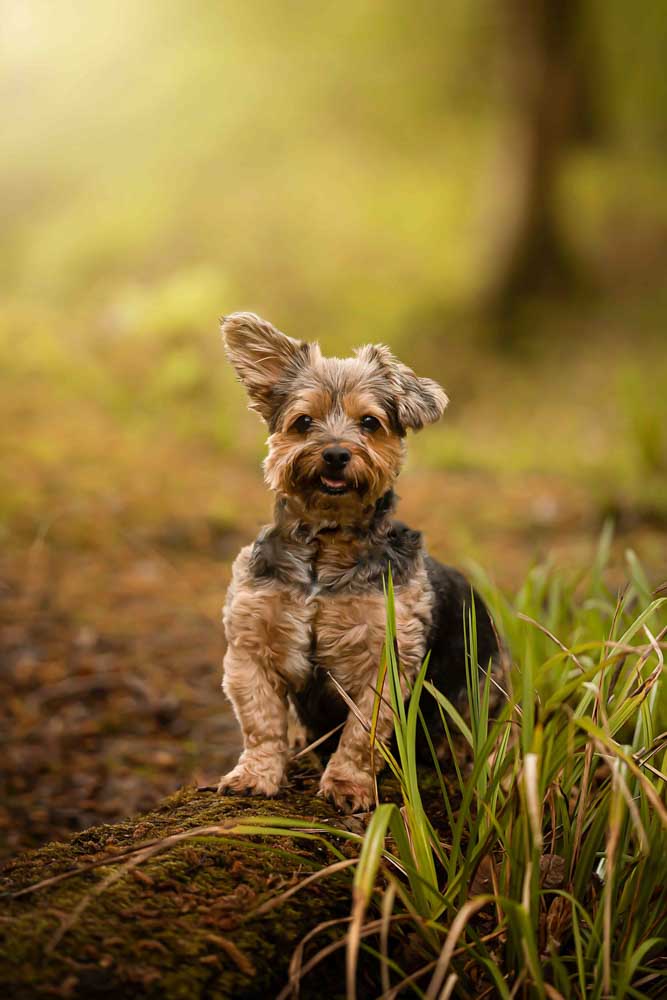 28CANIN ANIMALIER
