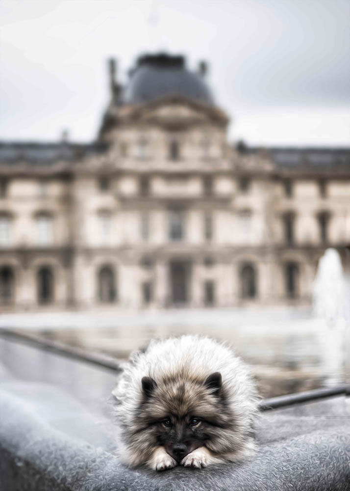 30CANIN ANIMALIER