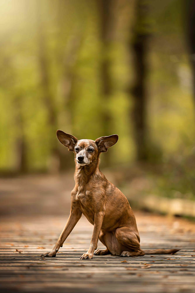 34CANIN ANIMALIER