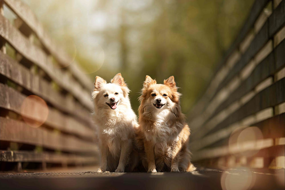 37CANIN ANIMALIER