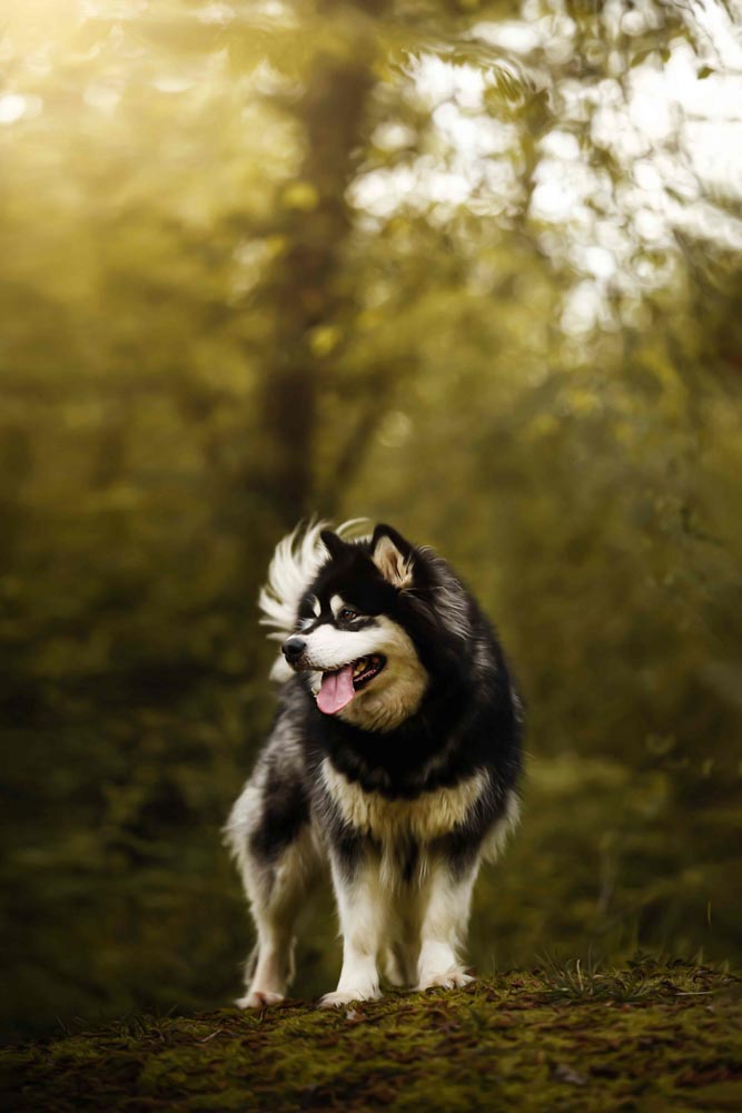 3CANIN ANIMALIER