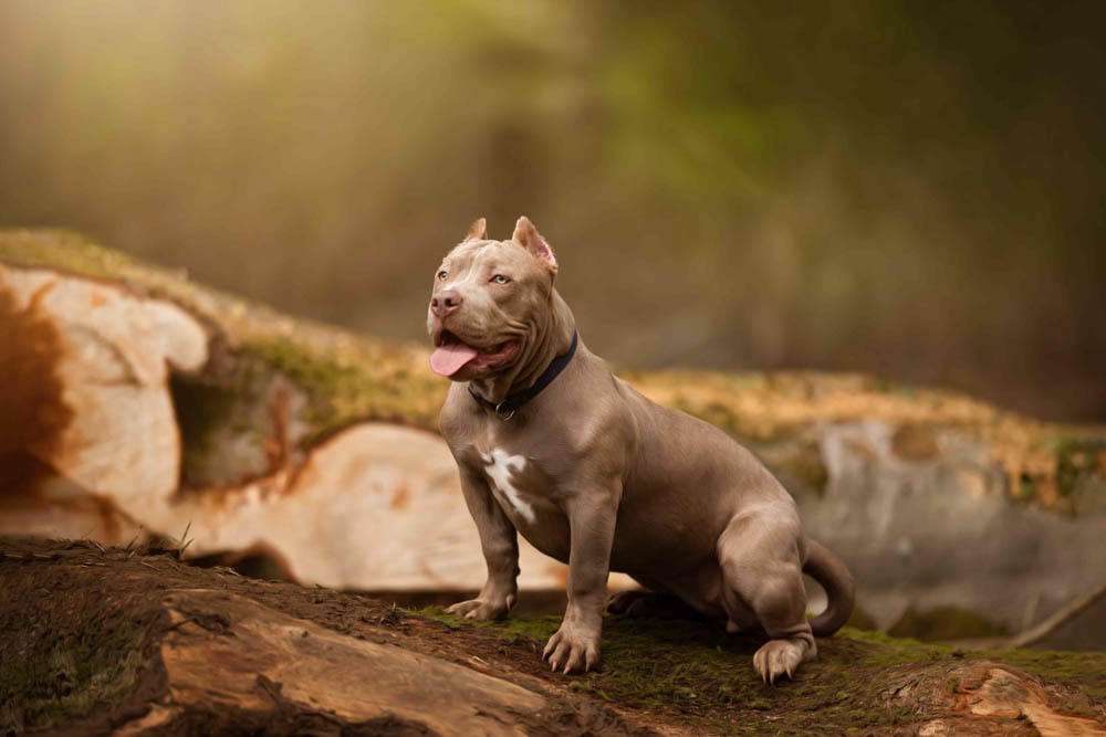 40CANIN ANIMALIER