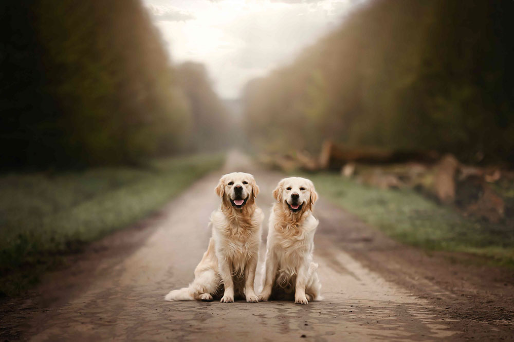 42CANIN ANIMALIER