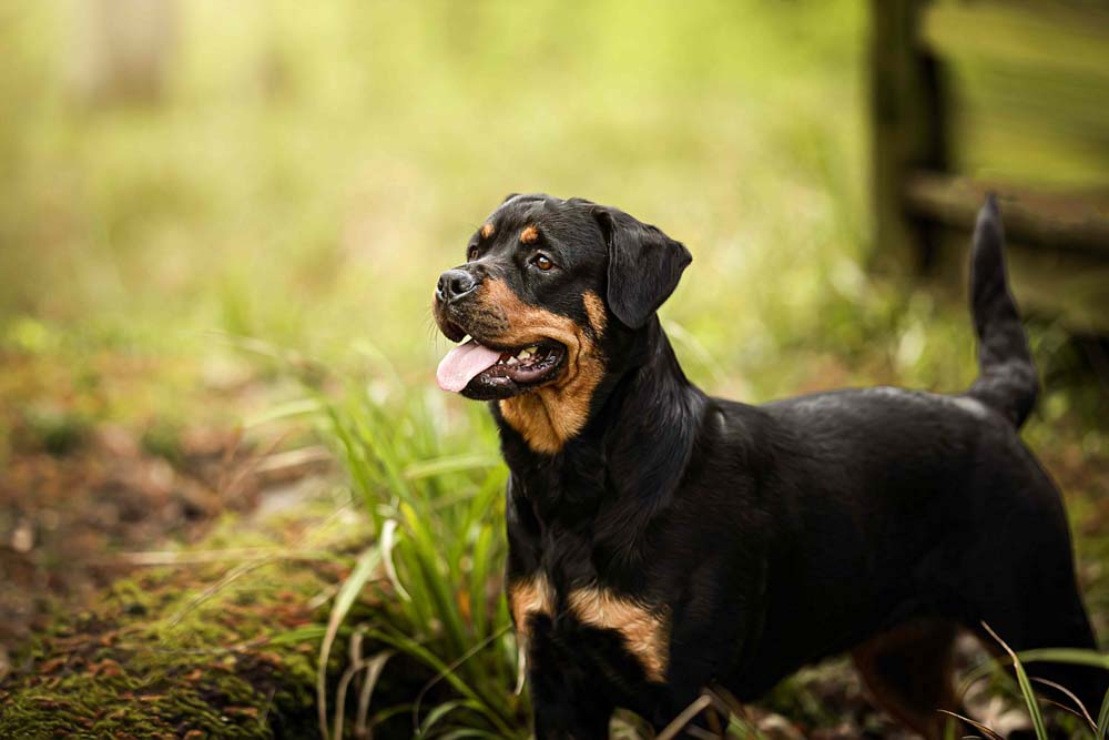 44CANIN ANIMALIER