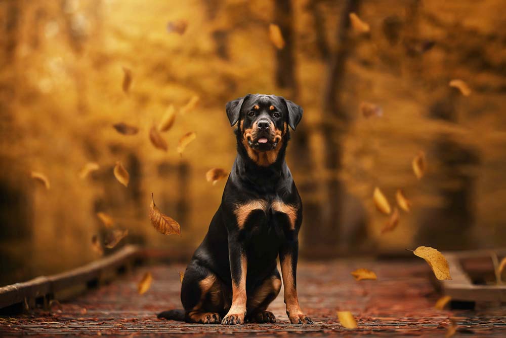 45CANIN ANIMALIER