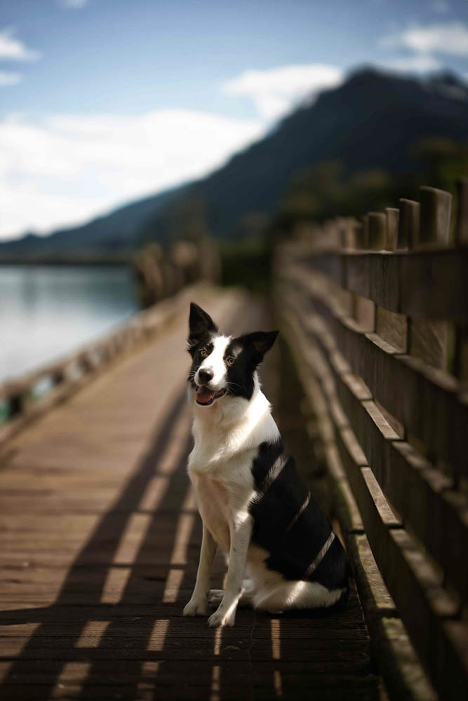 46CANIN ANIMALIER