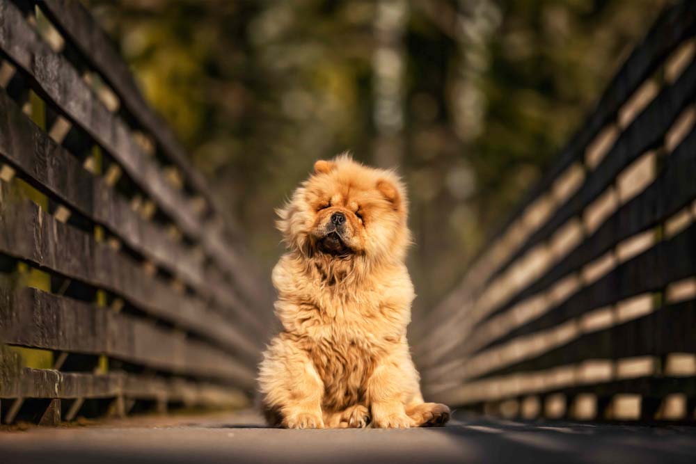 7CANIN ANIMALIER